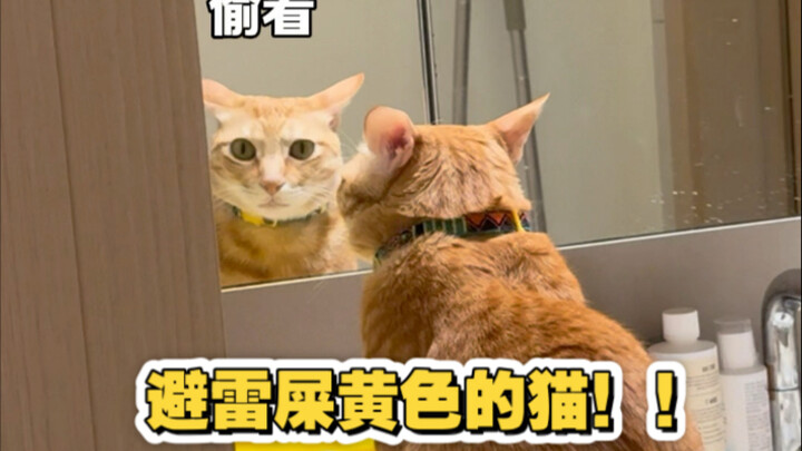 Kucing berwarna kuning kotoran paling banyak punya akal bulus!