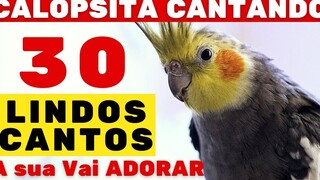 Cockatiel ร้องเพลง Cockatiel Whistling To Train Cockatiels Cockatiel Singing