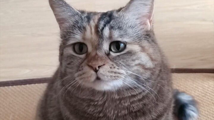 Mom, I'm so hungry! Bring me a whole cartload of cans!