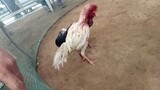 chicken fight