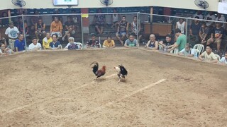 pang 3x winner Allen Roundhead hackfight @TCA
