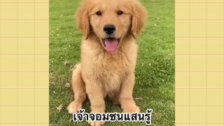 เพื่อนตัวน้อยแสนซน : เจ้าจอมซนแสนรู้