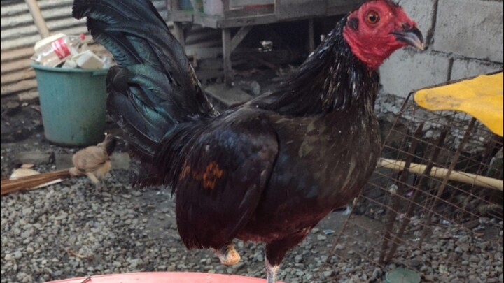 Win π ( Partida Isang paa π€£ )