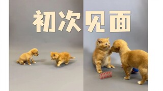 Pertemuan pertama anak kucing dan anak anjing yang diselamatkan, suasana sempat sangat menggemaskan