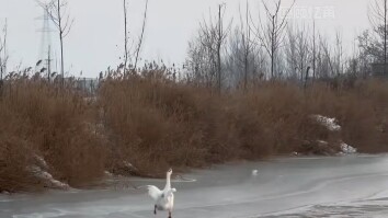 Đại Ngỗ: Thiên nga ơi, không có anh thì em sống sao nổi hả Thiên Nga!! #Thao-tác-này-làm-tui-ngơ-ngẩ