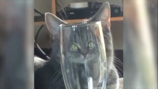 คอลเลกชันสัตว์ที่สนุกที่สุด