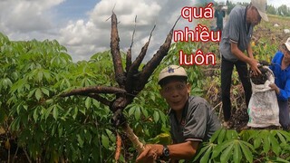 Vào Vườn Khoai Mì Tư Cà Khịa Tưởng Của Dượng Mình Nhổ Đã Tay Ai Ngờ