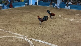 unang laban ko so pag mamanok olats 🐓💪🏻