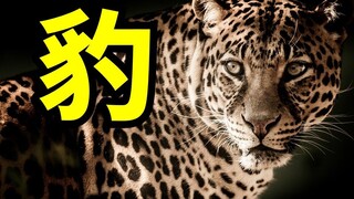 科普豹类，雪豹，云豹，美洲豹，花豹，金钱豹，黑豹，豹子究竟有几种？