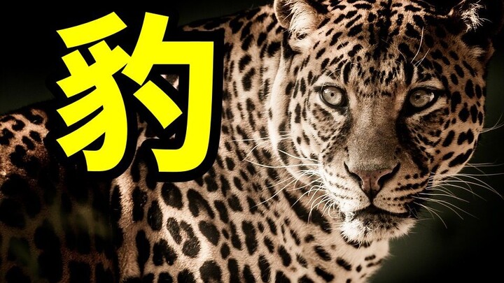 توعية علمية حول أنواع الفهود: فهد الثلج، فهد السُّحب، جاكوار، النمر المرقط، النمر الذهبي، النمر الأس