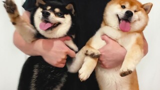 Shiba Inu: Aku menolak mandi dengan nyawaku