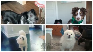Cold Heart (PNAU Remix) but Dogs Sung It (Dogs Version Cover)