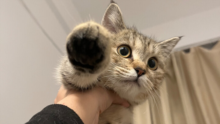 Đang đắn đo chuyện nhận nuôi, cậu mèo vàng còn tiến bộ vượt bậc hơn cả tôi, thật sự phục quá rồi!