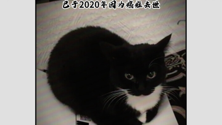 Mengenang si Kucing Bau Jess yang Telah Pergi