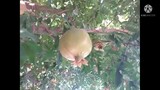 Puno Nang Peach at Pomegranate grabee ang Daming Bunga|Wondermom27