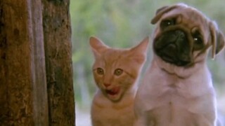 "The feelings between animals are so pure and real, they never ask questions and never point fingers