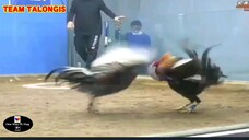 Sabong Part-29 Pulanglinaw Vs Dilusape