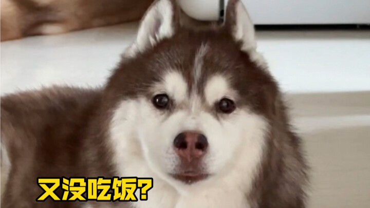 Dog: I like apples, but you’re giving me a whole cart full of pears.