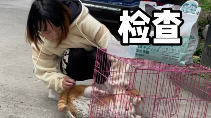 Aku menggigit seekor kucing, ternyata pemiliknya datang menemuiku