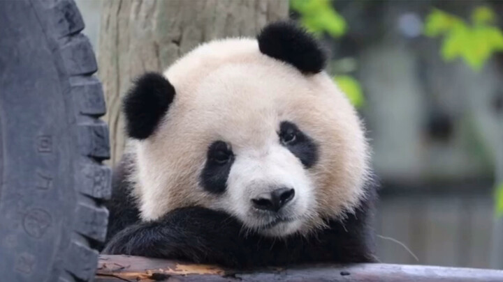 Panda Raksasa|Ji Yi
