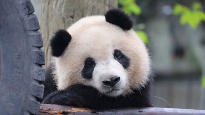 Giant Panda|Jiyi