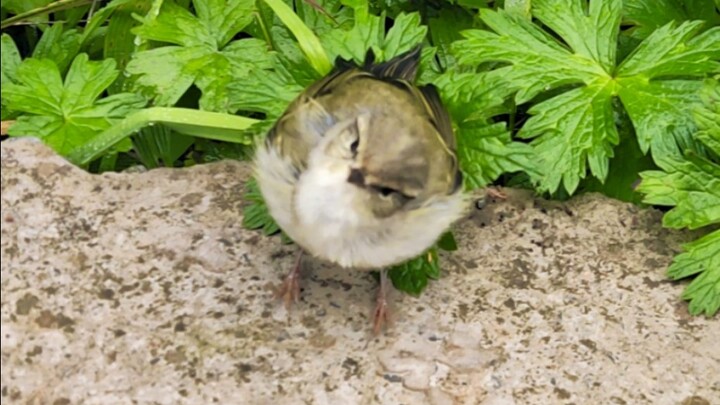 Burung kecil yang baru kukenal ini menghabiskan satu pagi bermain bersamaku.