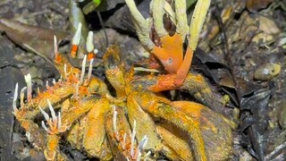 Spider version of "cordyceps": spiders parasitized by Cordyceps fungus turned into this
