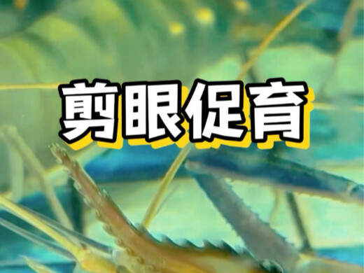 Cutting off the mother shrimp’s eyes dramatically boosts reproductive rate #ShrimpFarming #Shrimp #S