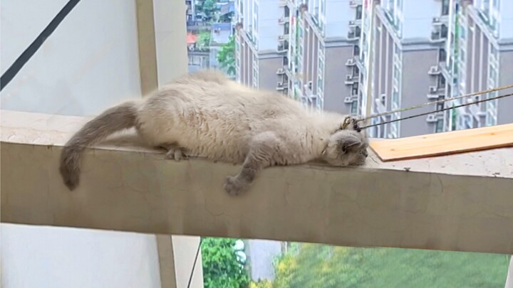 When an introvert cat meets an extrovert, this is breathtaking love!!