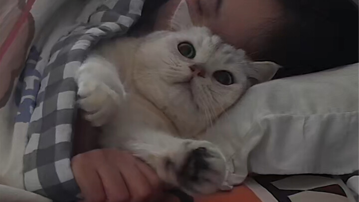 เหมียวน้อยของฉันดูเหมือนจะไม่เคยโกรธฉันเลยนะ～