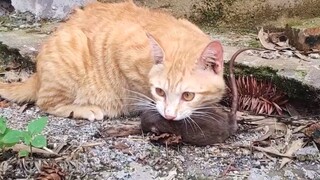 ความเร็วในการตอบสนองของแมวเป็น 7 เท่าของหนูและหนู