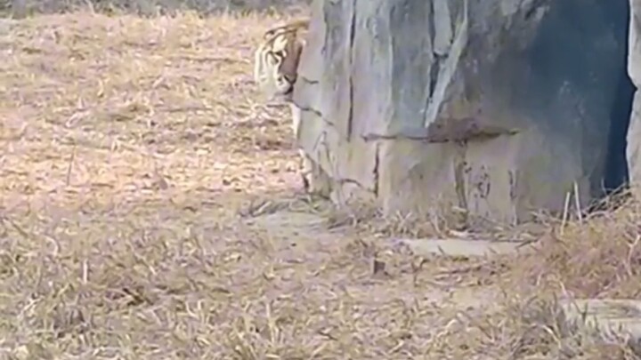 Which family’s fierce tiger is named Doudou?!