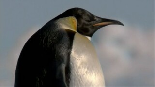 Penguins: MEET THE FAMILY