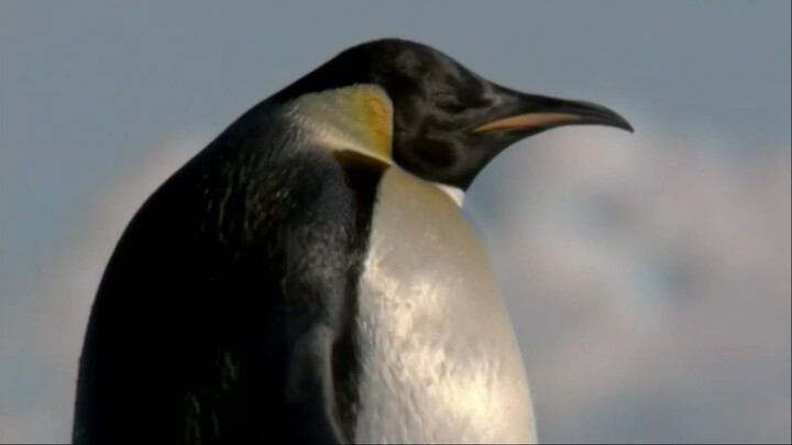 Penguins: MEET THE FAMILY