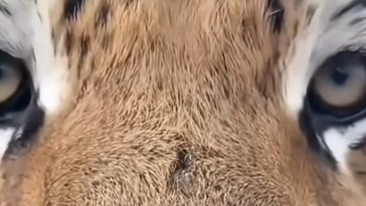 For the first time, I saw a “caring for the intellectually disabled” expression on a tiger’s face!