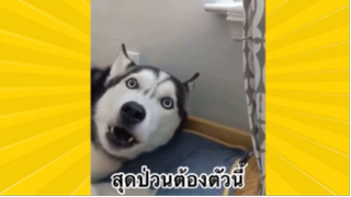 สัตว์เลี้ยงเพื่อนขนปุย : สุดป่วนต้องตัวนี้