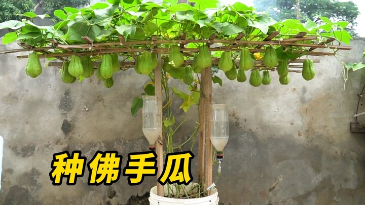 Never place the chayote directly on the soil, otherwise it will make you vomit after growing!