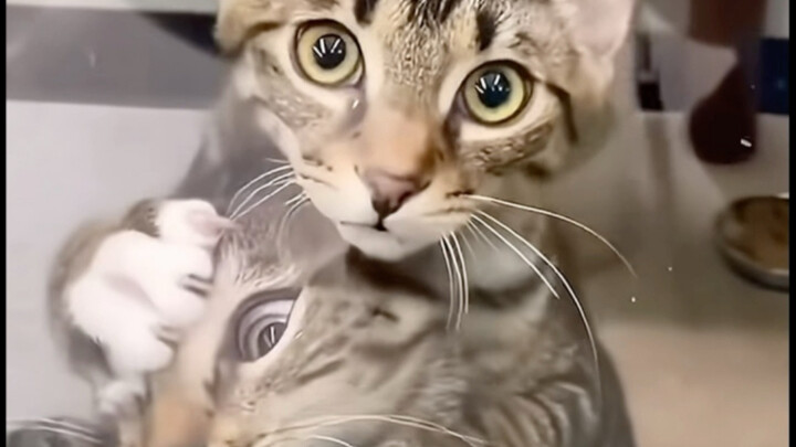 Kucing ini, kucing ini
