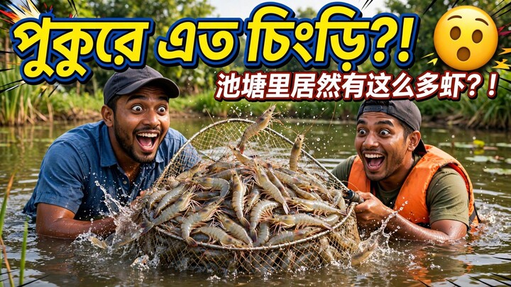 池塘里居然有这么多虾？！孟加拉传统撒网捕虾 | পুকুরে জাল ফেলতেই এত চিংড়ি!