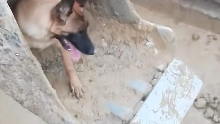 Anjing: Penyesalan terbesar dalam hidupku adalah tidak memberimu seorang anak pun.