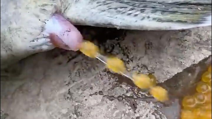 Pernah lihat ikan bertelur? Mirip sekali～ sangat mirip～