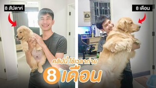 ผมถ่ายคลิปน้องหมาทุกวัน ตลอด 8 เดือน ตั้งแต่เจอกันวันแรก ใน 10 นาที || เพชร กะ บอย Memory