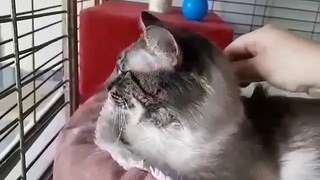 Séance brossage pour Pelleas Aidofélins Maisons-Laffitte (78)