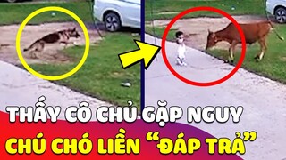 Thấy cô chủ 'GẶP NGUY HIỂM', chú chó có màn ĐÁP TRẢ cực gắt khiến cả nhà ai cũng VUI MỪNG 😍 Gâu Đần