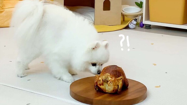What will happen if you put a Dachshund and a whole roasted chicken in the same room?