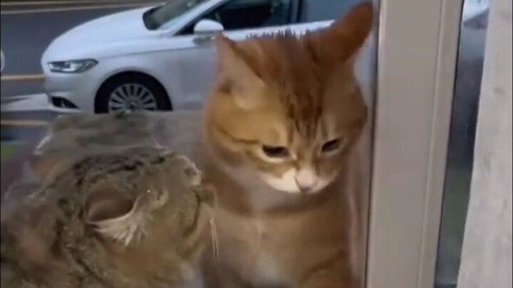 Mèo cam ra ngoài tám nhảm với mèo cái cả đêm, về đến nhà thì bị người yêu bắt quả tang #hài hước#thú