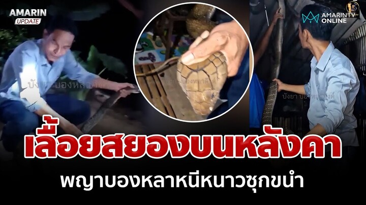 พญาบองหลา หนีหนาวเลื้อยซุกหลังคา "บังยา" คนเดียวยังจับไม่ไหว | อมรินทร์อัปเดต