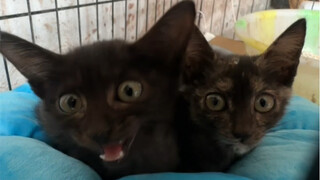 I adopted two little black cats from the chicken coop during a rainstorm.