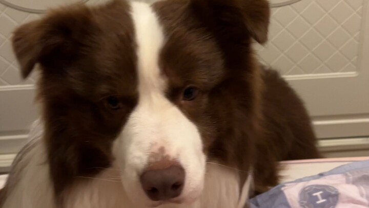 With a puppy like this to wake you up, what time do you get out of bed?