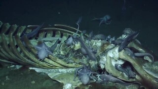 [Real shot of whale fall wreckage] The whale died in the ocean, and the huge body finally sank to th